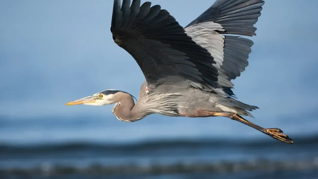 Read these great blue heron facts about the birds found in North and Central America.