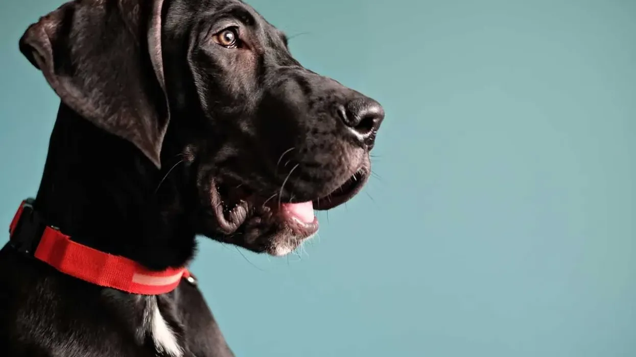 Read these great dane facts if you wish to adopt one