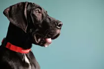 Read these great dane facts if you wish to adopt one