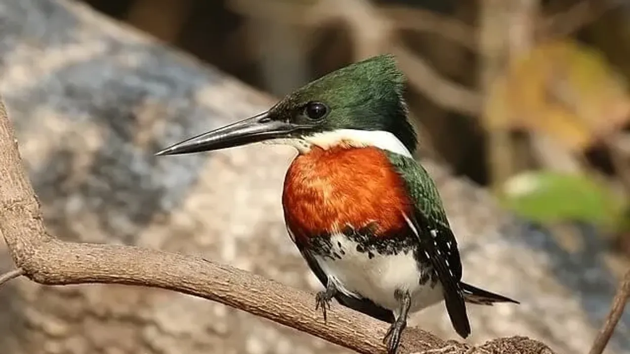 Read these green kingfisher facts to learn more about this bird.