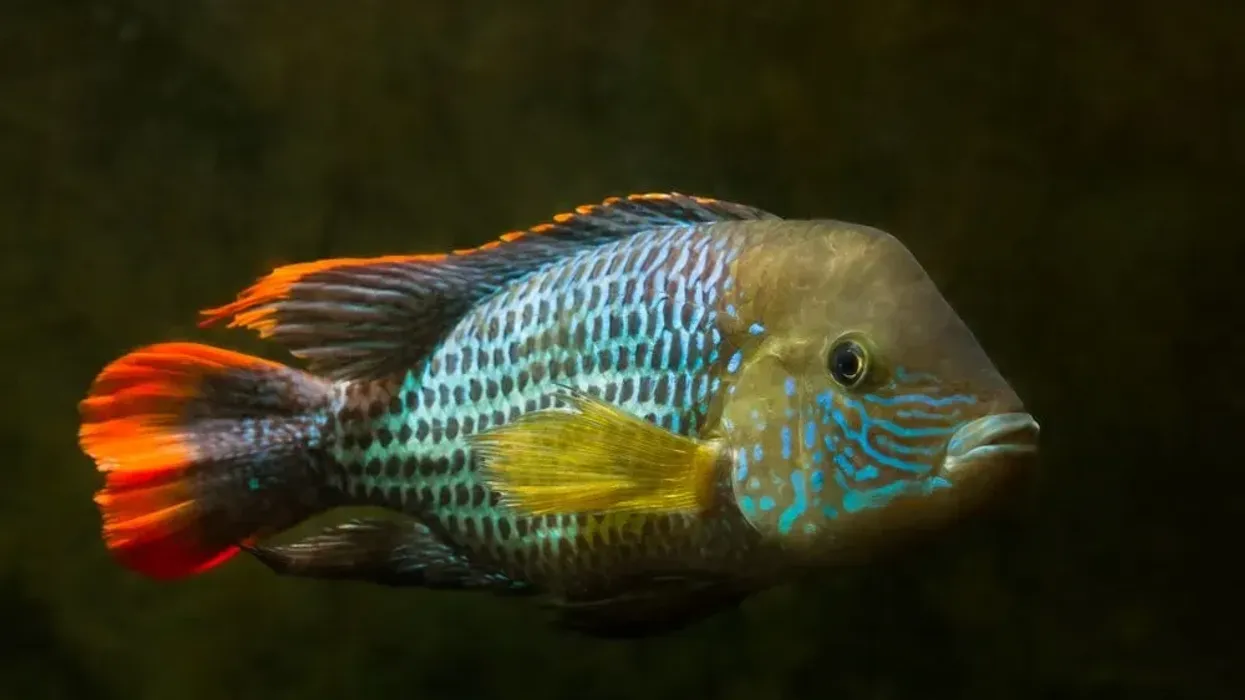 Read these green terror facts to learn more about these large cichlids.