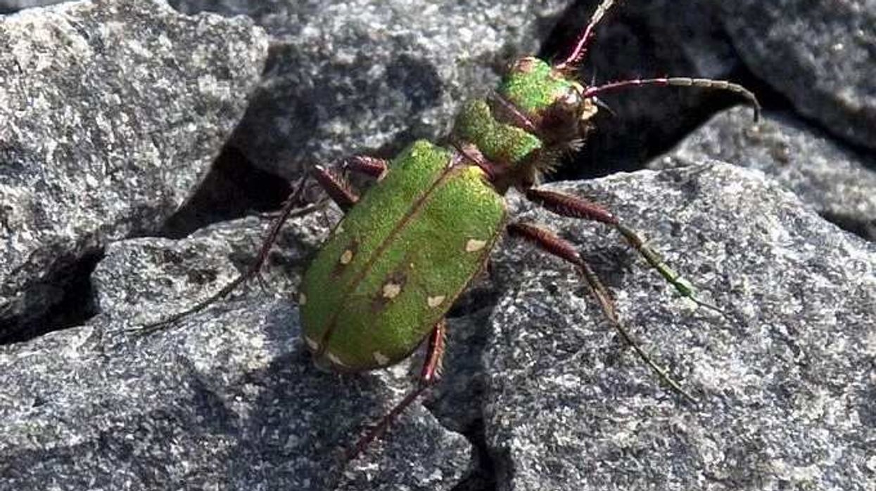 Read these green tiger beetle facts to know more about this insect.