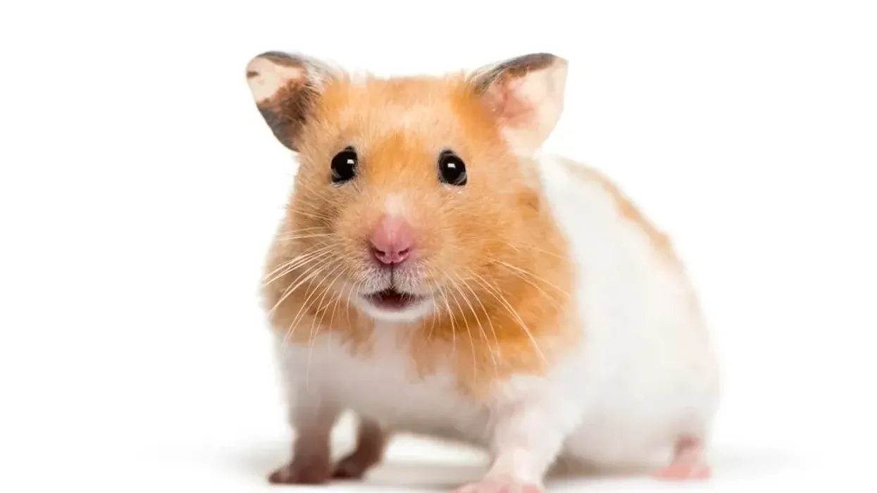 Read these hamster facts about this nocturnal animal.