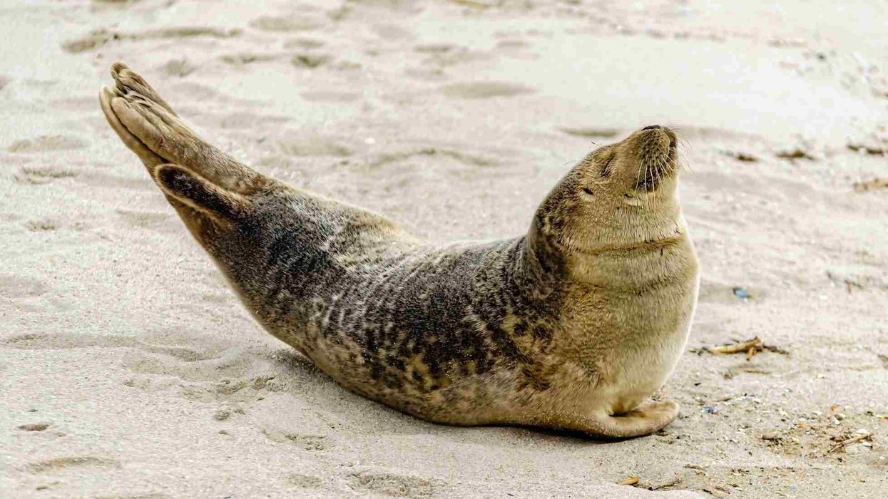 Read these harbor seal facts to know more about this amazing mammal