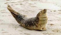 Read these harbor seal facts to know more about this amazing mammal