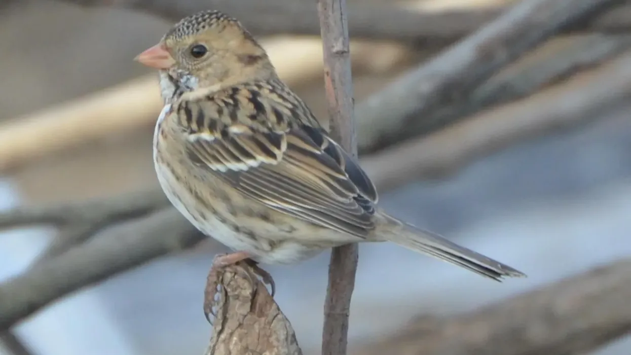 Read these Harris's sparrow facts to learn more about this bird.