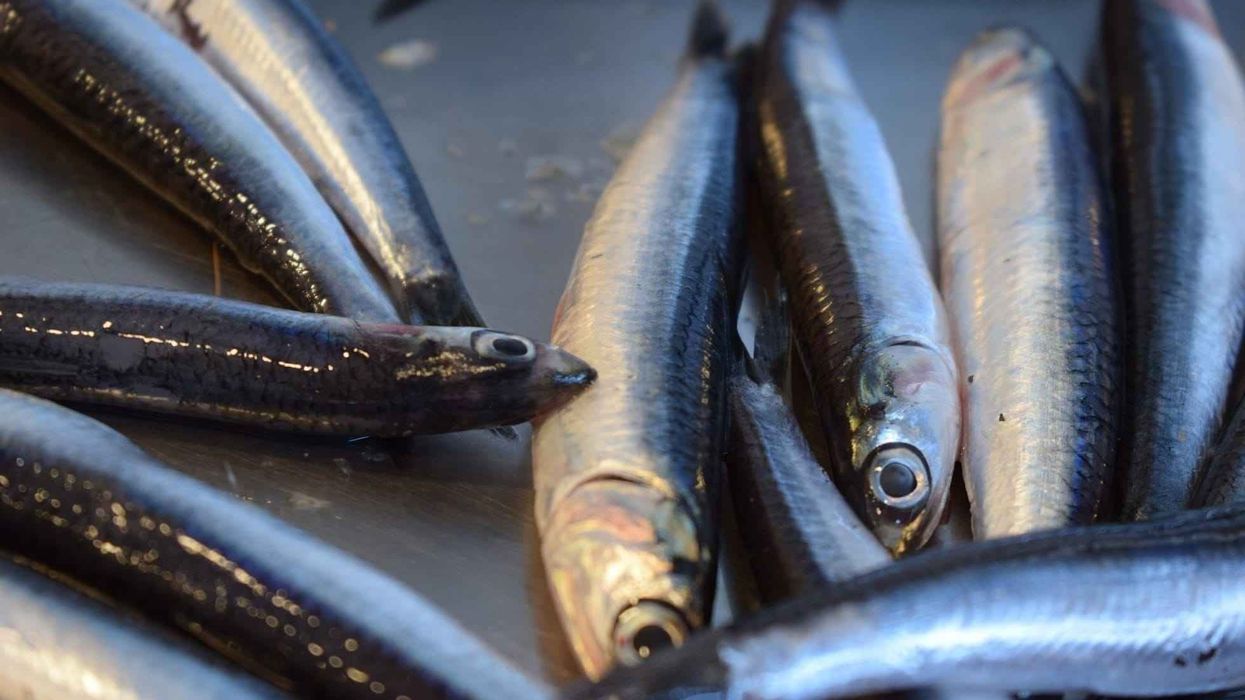 Read these herring facts and know important things about this fish.