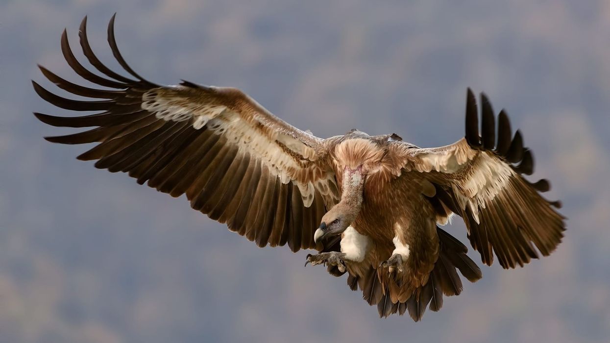 Read these Indian vulture facts about the bird whose decline is on the rise due to an increase of feral dogs in the range.