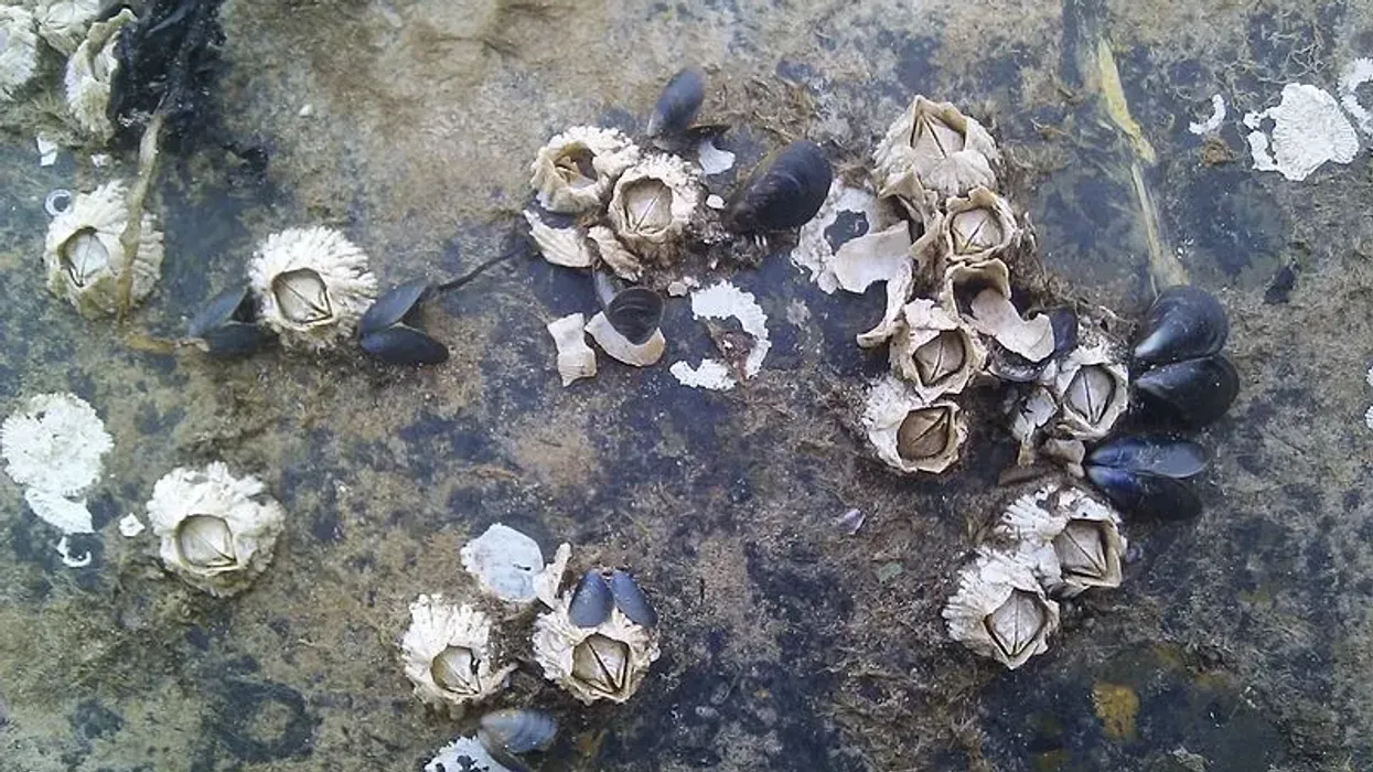 Read these interesting acorn barnacle facts to learn more about these crustaceans that attach themselves to other hard substances and never move.