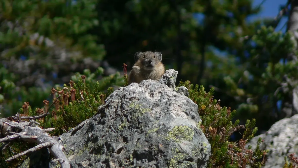Read these interesting alpine pika facts to learn more about this species that lives in freezing areas.