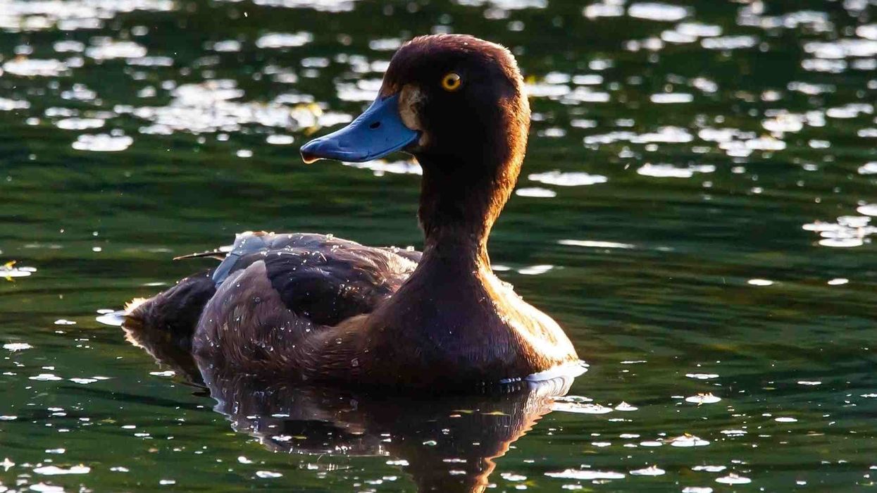 Read these interesting and fun diving duck facts.