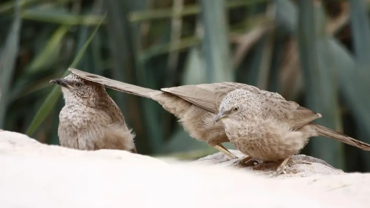 Read these interesting Arabian babbler facts to learn more about this bird, a species that has the ability of intentional and conscious communication!