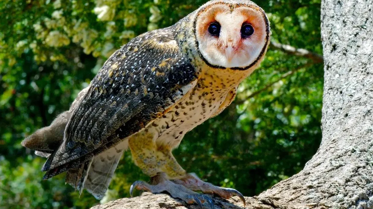 Read these interesting Australian masked owl facts about this bird with a facial disc which is also called a heart-shaped mask.
