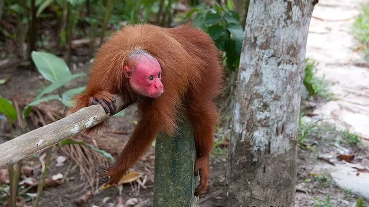 Read these interesting bald uakari facts to learn more about this species of primates that have the shortest tails among all American monkeys and prefer to live alongside the Amazon River basin.