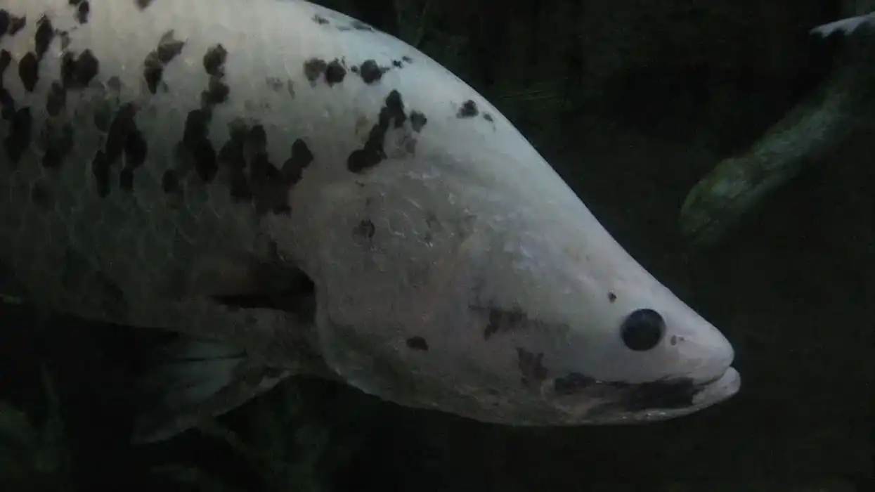 Read these interesting barramundi facts to know more.