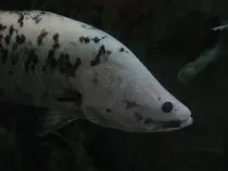 Read these interesting barramundi facts to know more.