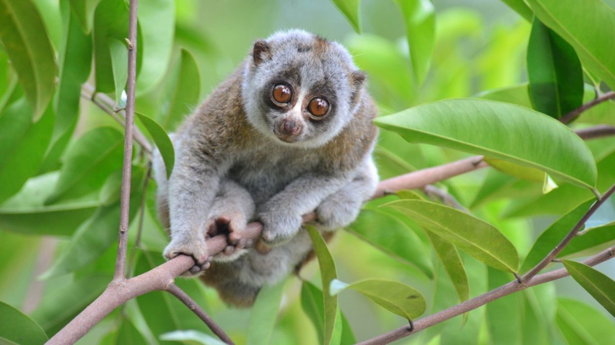 Read these interesting Bengal slow loris facts to learn more about this primate that uses whistles to attract its mate.