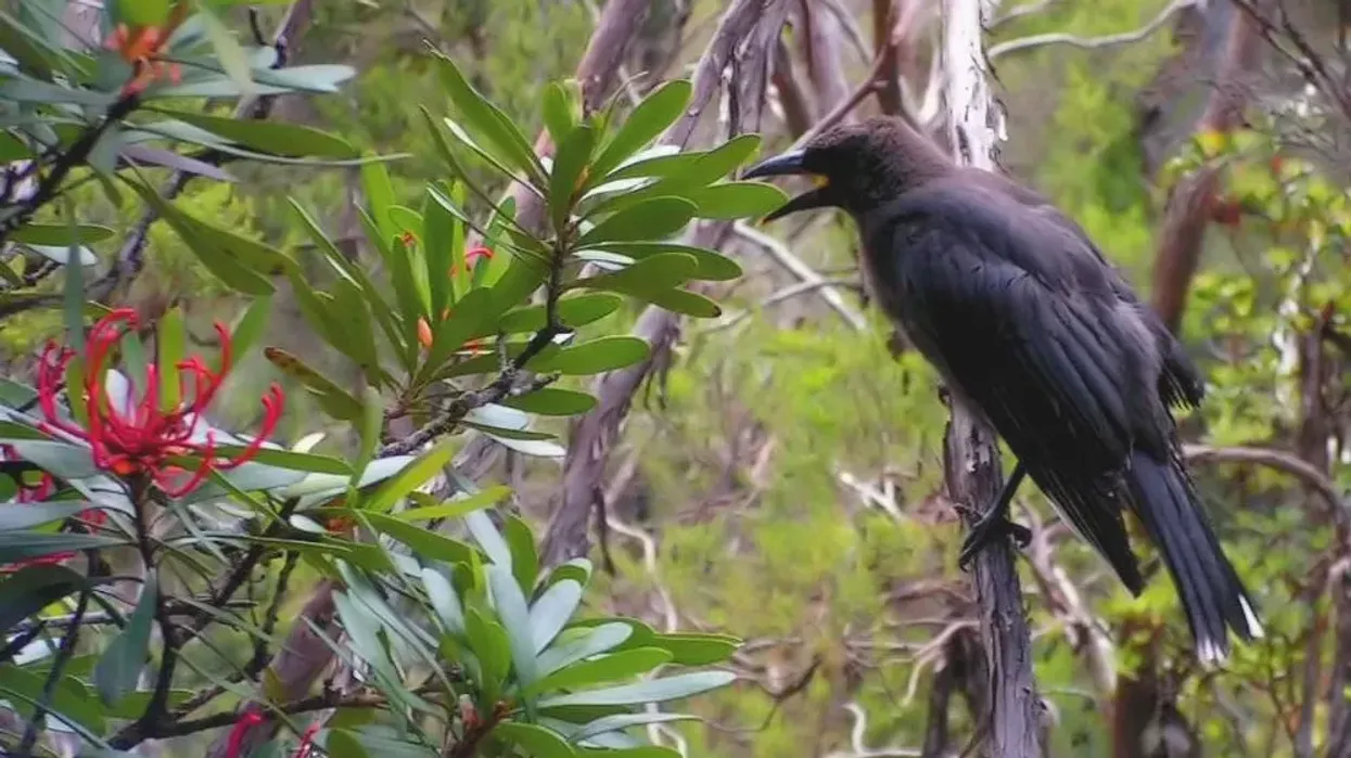 Read these interesting black currawong facts to learn about it.