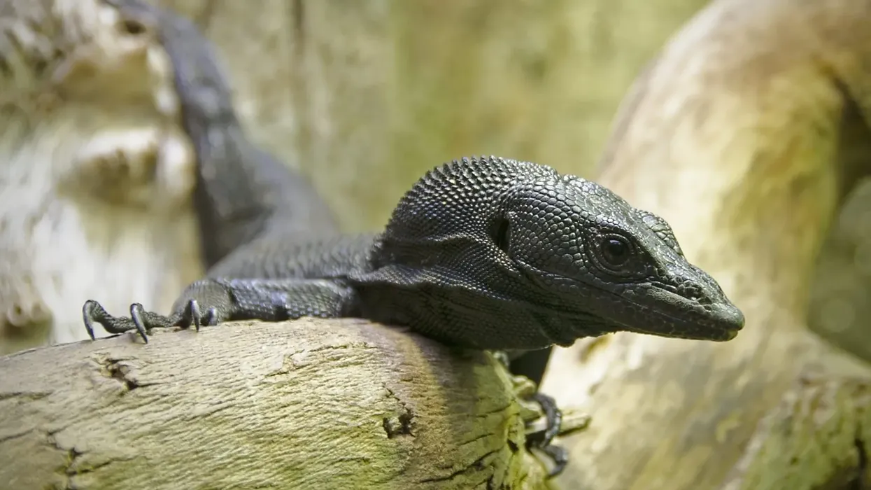 Read these interesting black tree monitor facts about this reptile that does not use its tail as a weapon like other monitors.