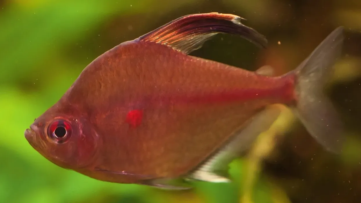 Read these interesting bleeding heart tetra facts to learn more about this fish that can live up to ten years.