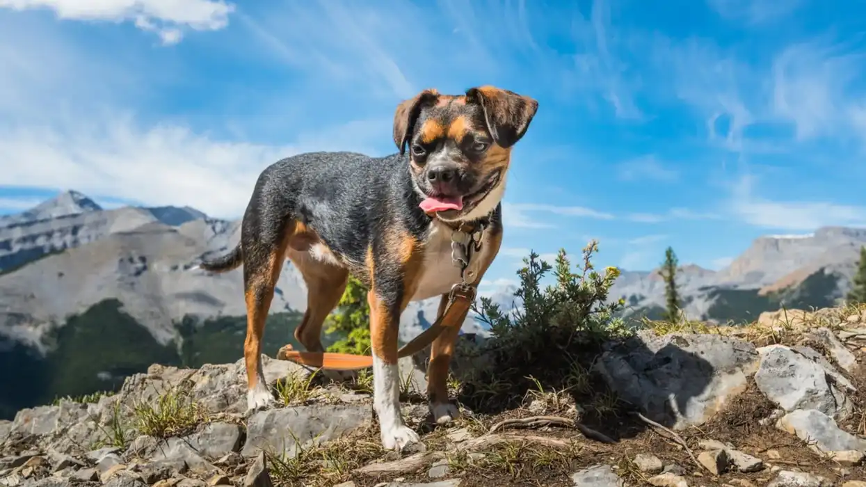 Read these interesting Boglen Terrier facts to learn more about this friendly dog species.