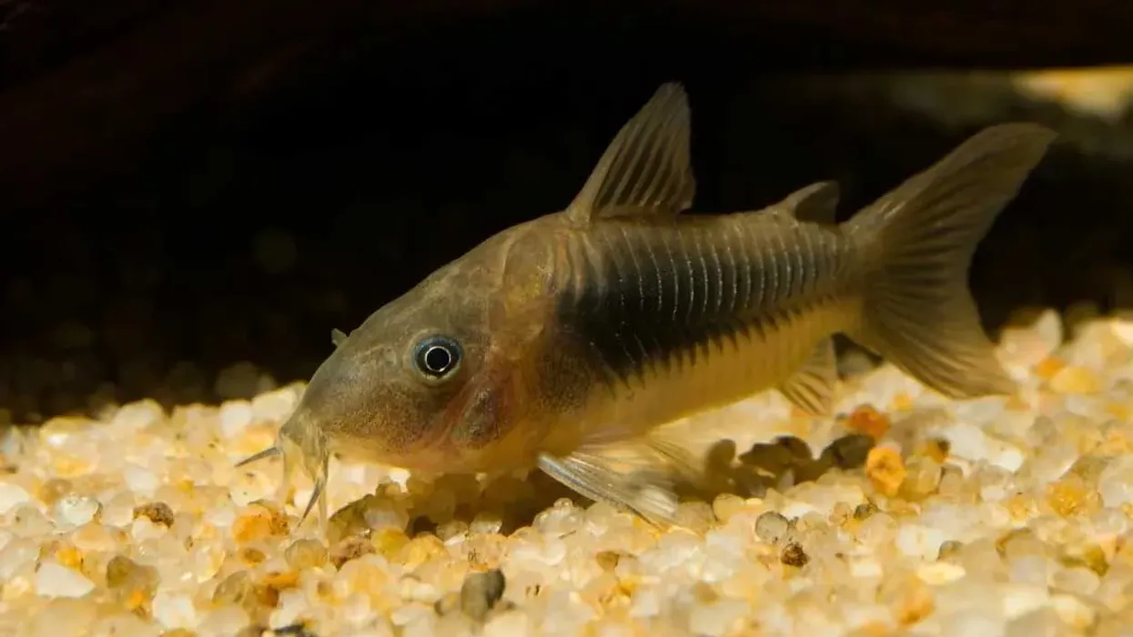 Read these interesting bronze corydoras facts about this fish that are very similar to the green corydoras because of their body