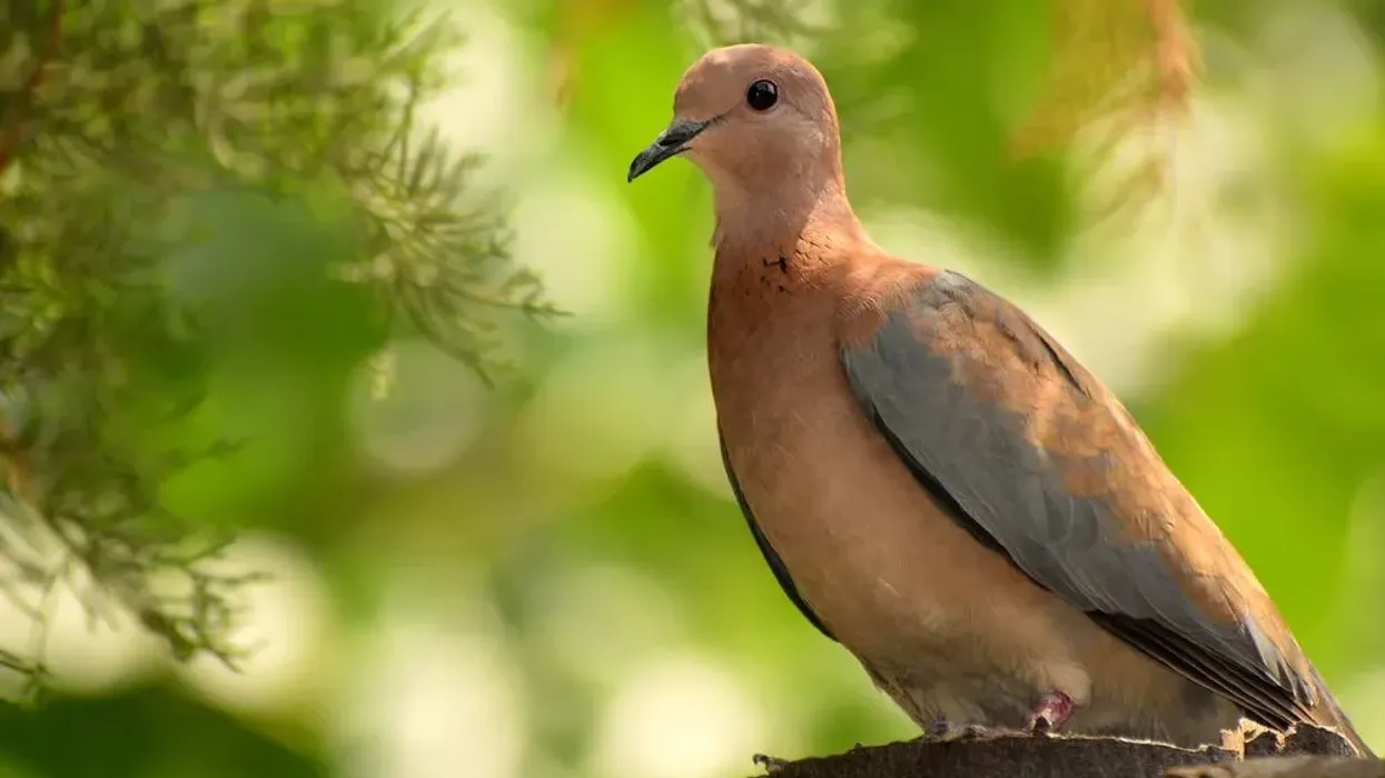 Read these interesting brown dove facts about this bird that belongs to the dove tribe, Columbidae.
