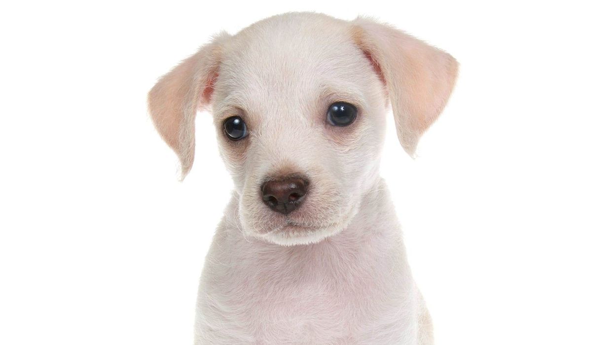 Read these interesting Chihuahua Lab Mix facts about this dog breed that is crossbred between a Chihuahua and a Labrador Retriever.