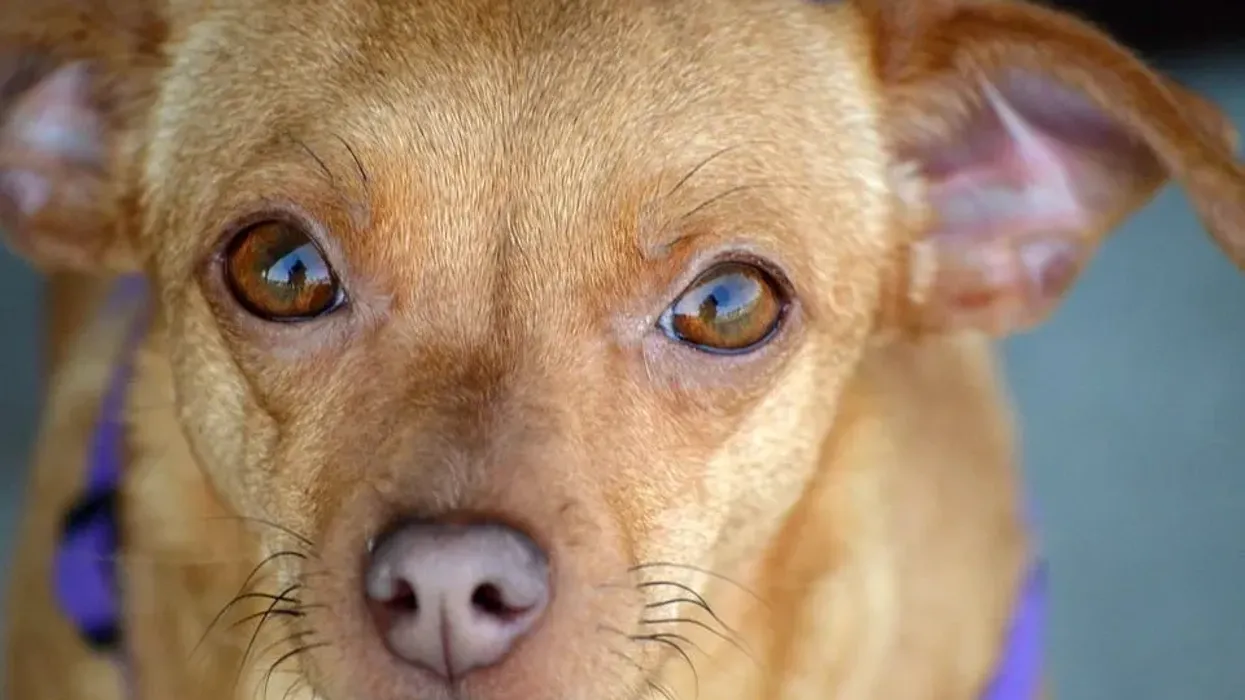 Read these interesting chiweenie facts and know more about this dog.