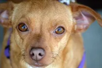 Read these interesting chiweenie facts and know more about this dog.