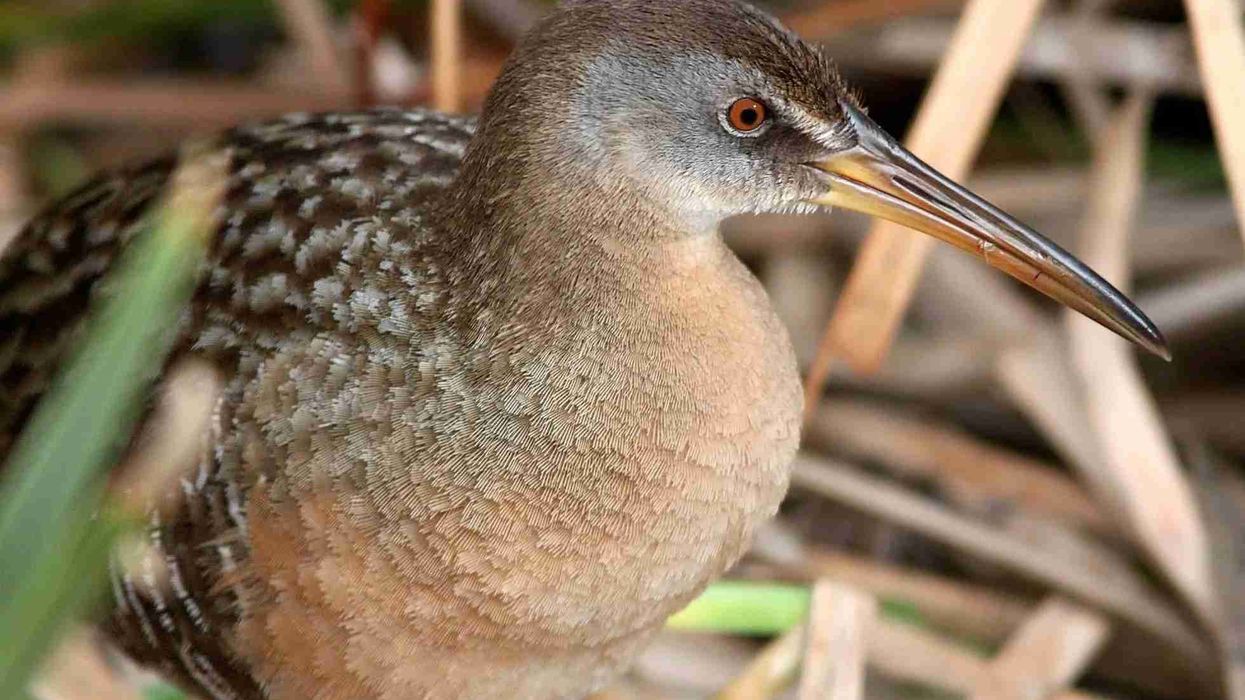 Read these interesting clapper rail facts to learn more about these birds that prefer walking instead of flying