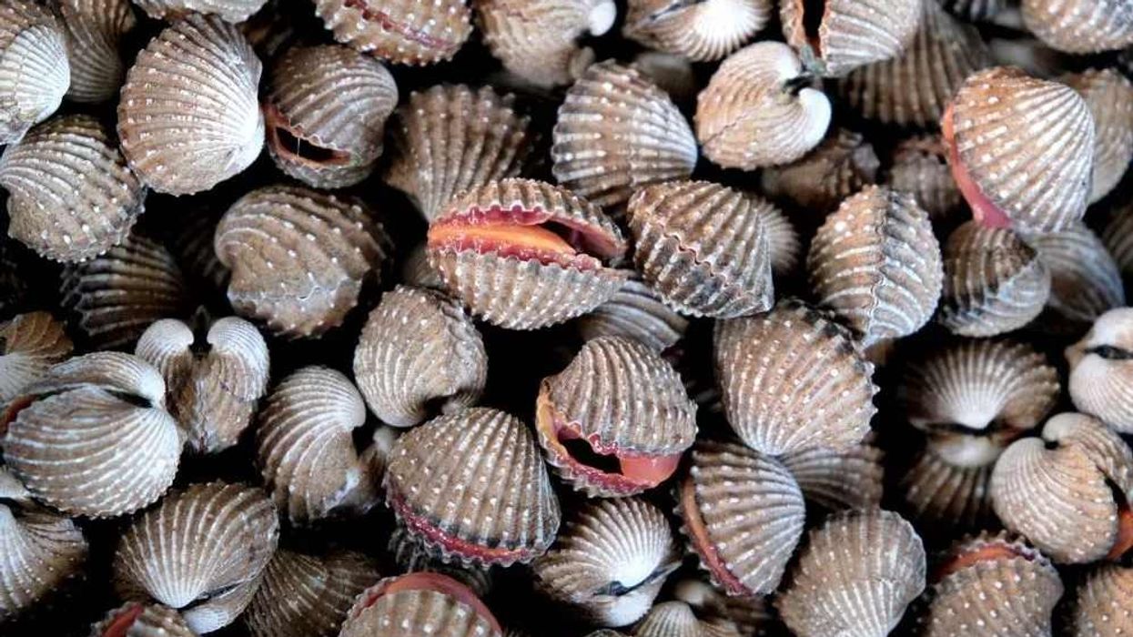 Read these interesting cockle facts about the tasty little heart-shaped creature.
