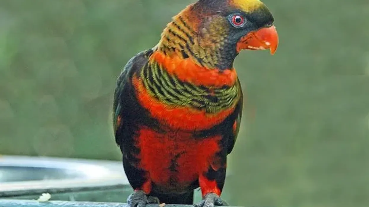 Read these interesting dusky lory facts about this species of parrots that feeds on food like nuts and seeds.