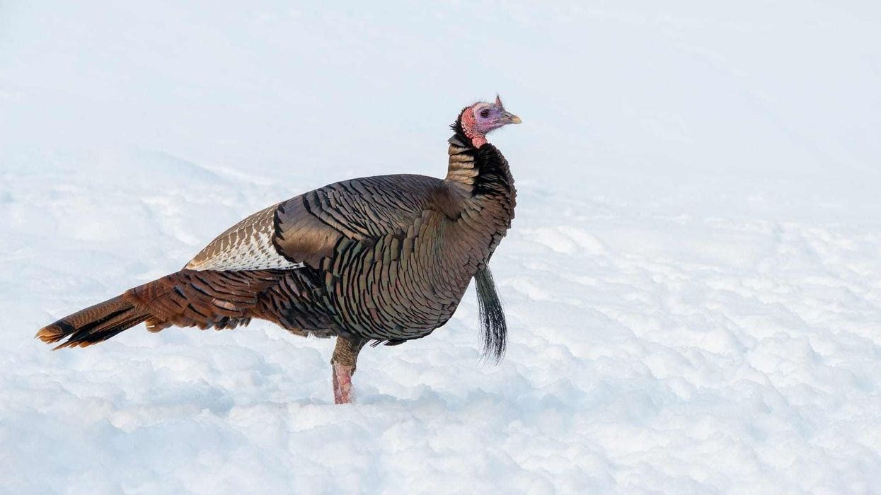 Read these interesting eastern wild turkey facts to learn more about one of the most popular game bird species of America.
