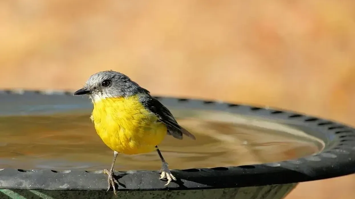 Read these interesting eastern yellow robin facts to learn more about this bird that pounces on insects from a low perch or tree trunk to catch them.