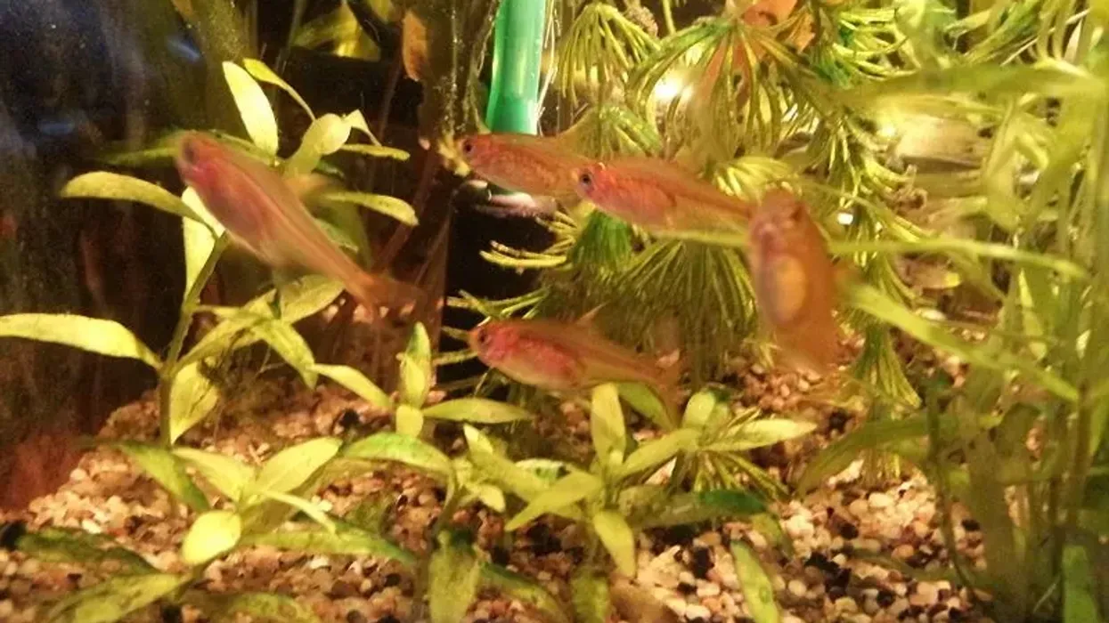 Read these interesting ember tetras facts to learn more about this fish that stay in the middle of the tank and do not go at the bottom of the tank for food.