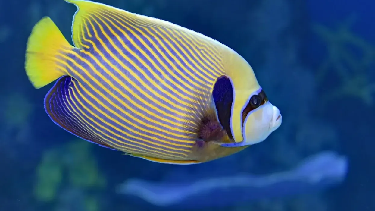 Read these interesting emperor angelfish facts about this semi-aggressive fish that cannot tolerate another male fish in its territory.