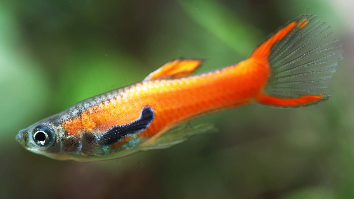 Read these interesting Endler guppy facts to learn more about this fish that is one of the most beautiful fish.