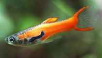 Read these interesting Endler guppy facts to learn more about this fish that is one of the most beautiful fish.