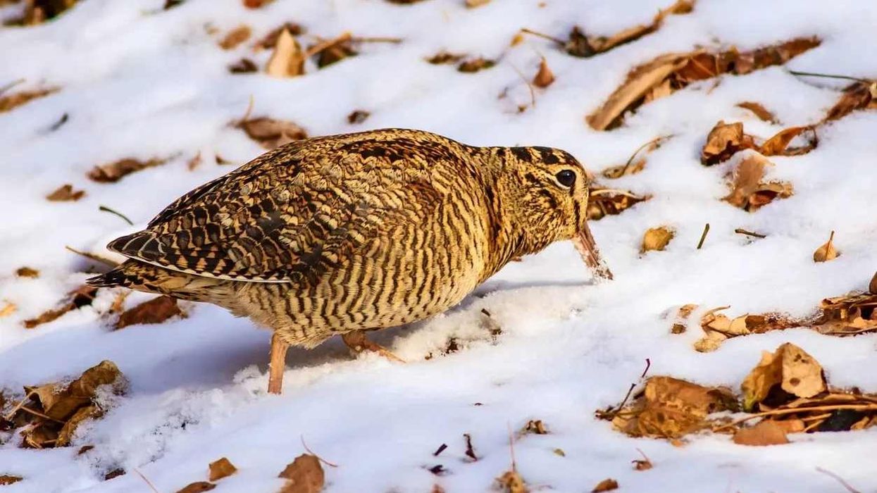 Read these interesting Eurasian woodcock facts about this bird species famous for being hunted as game in many countries.