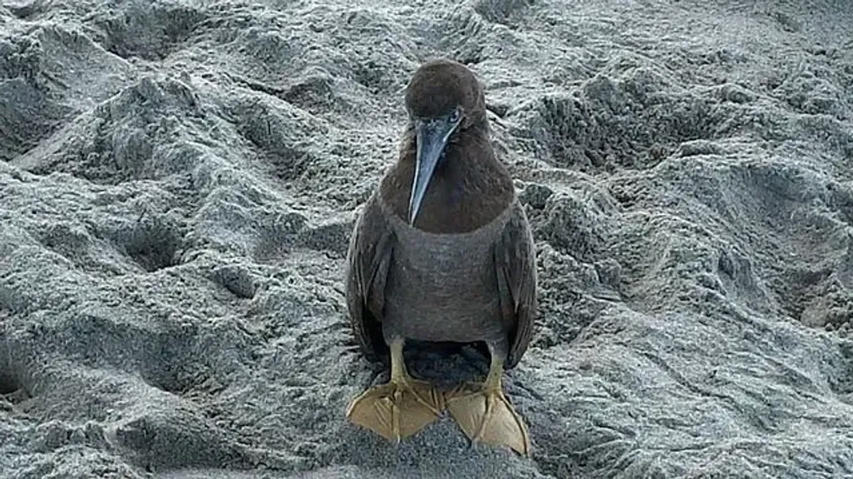 Read these interesting facts about brown booby about this species of bird that can spot a fish in the ocean, diving from a tall height.