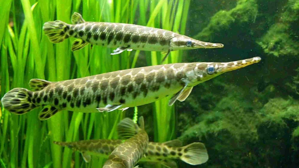 Read these interesting facts about Florida gar to learn more about this species of fish that has toxic eggs to protect against predators.