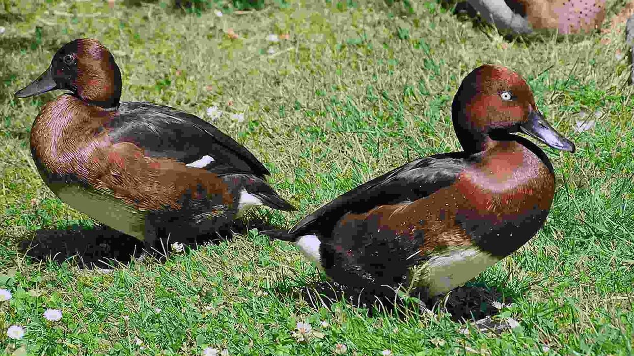 Read these interesting ferruginous duck facts to learn more about this species of duck that feeds itself by diving into the water.