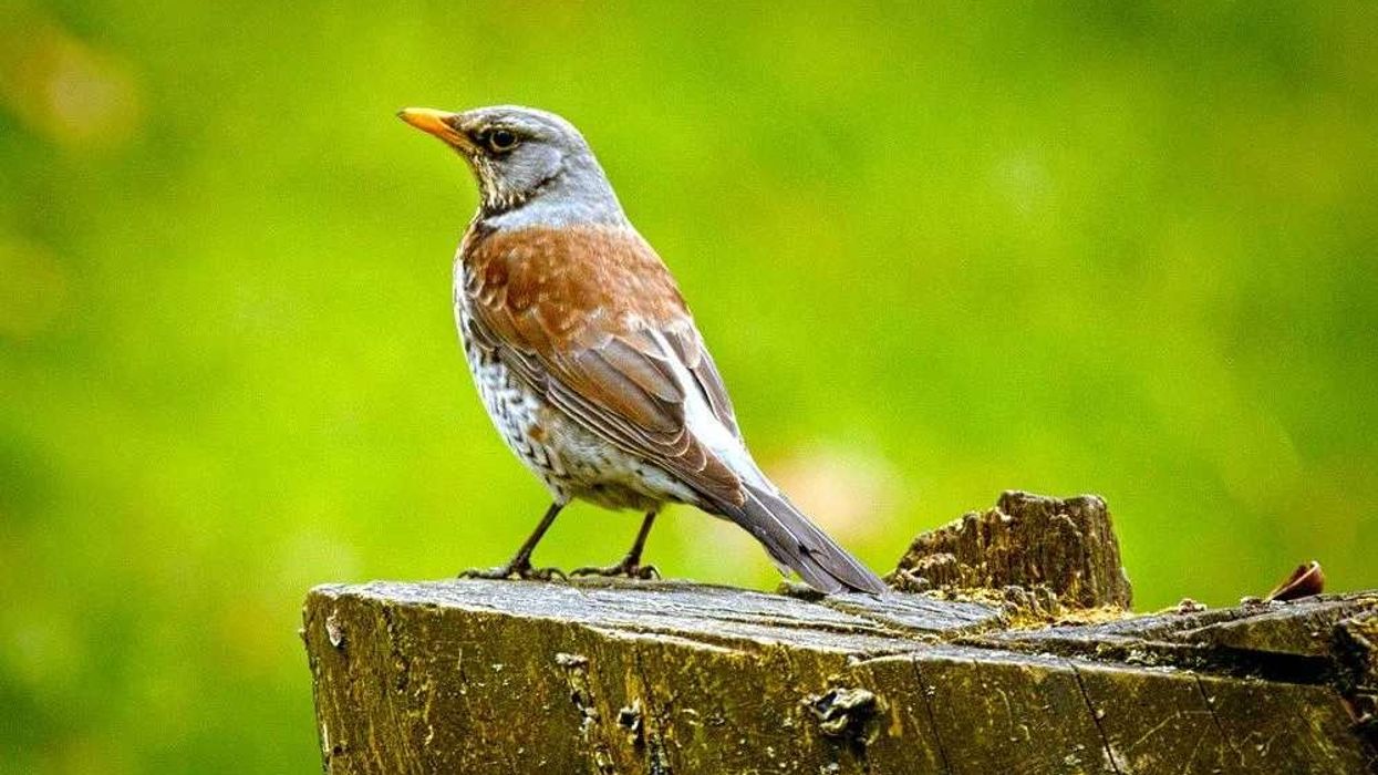 Read these interesting fieldfare facts to learn more about this migratory bird.