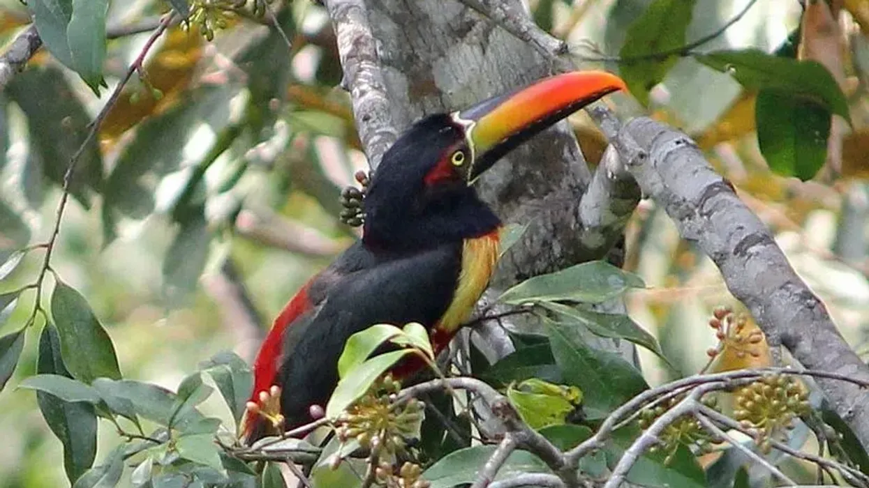 Read these interesting fiery billed aracari facts for kids to learn more about this species of birds whose alternate name is Frantz's aracari.