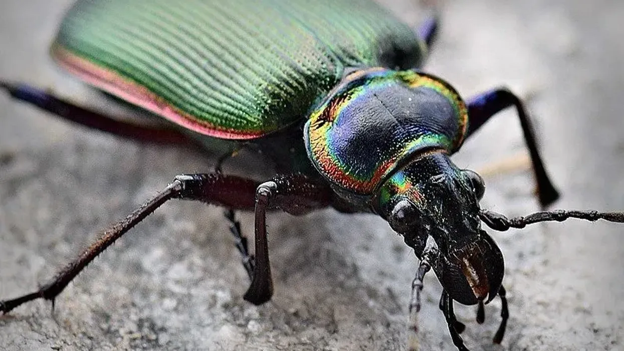 Read these interesting fiery searcher caterpillar hunter facts about this species of insect whose scientific name is Calosoma scrutator and is known to be very famous ground beetles.