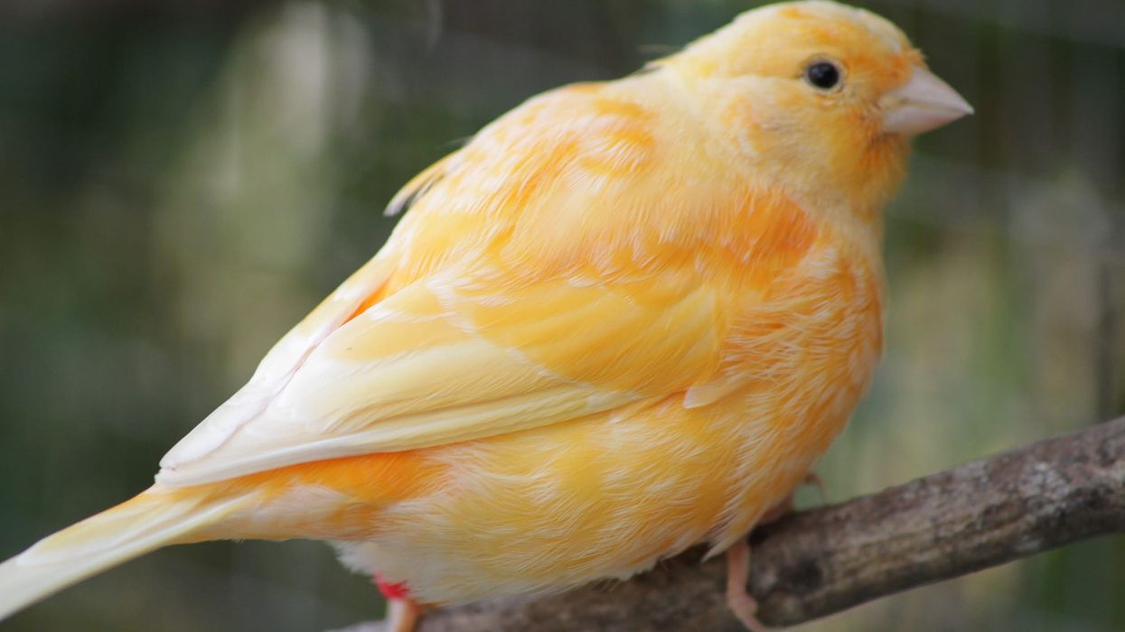 Read these interesting Fife canary facts to learn more about this species of bird that is an excellent singer.