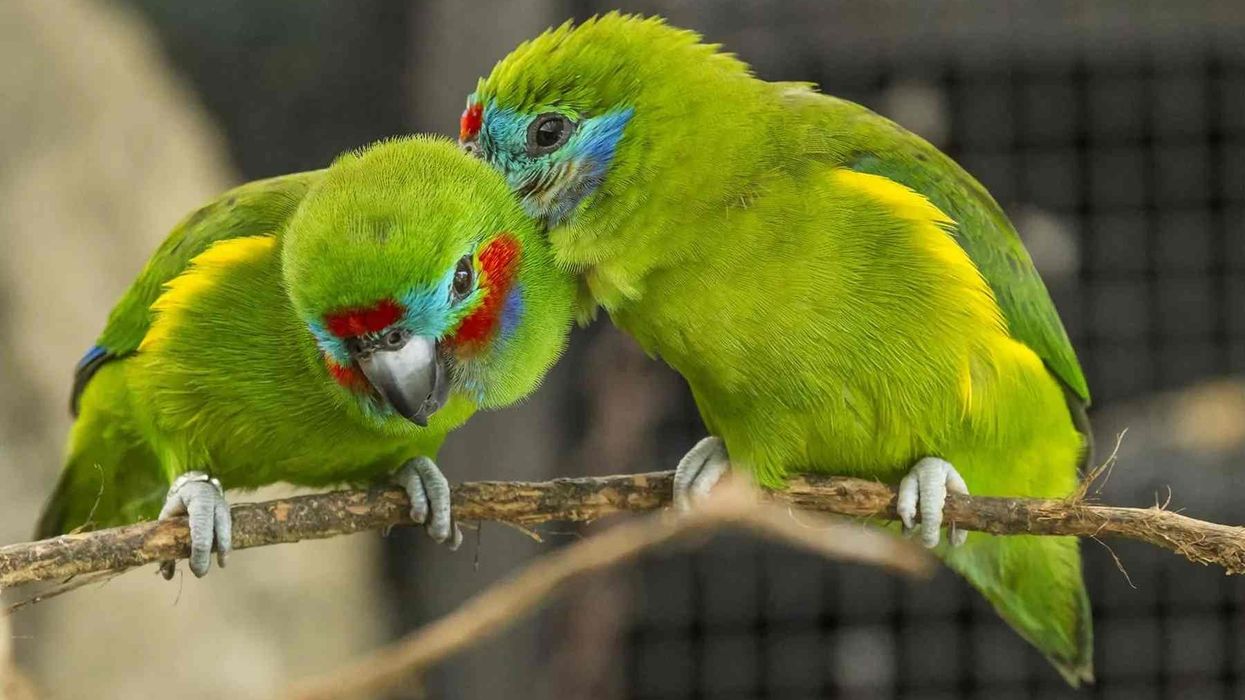Read these interesting fig parrot facts to learn more about this species of Australasian parrots.