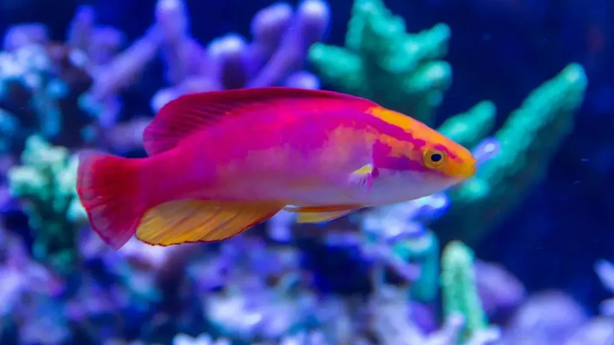Read these interesting flame wrasse facts to learn more about this species of fish whose scientific name (Cirrhilabrus jordani) honors the American ichthyologist David Starr Jordan.