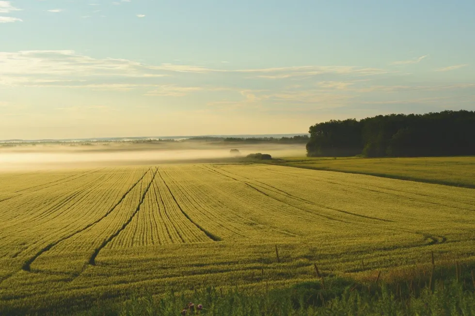 Read these interesting Florida agriculture facts to learn about farming in Florida.